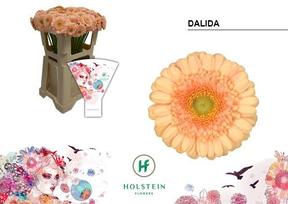 Germini plastic dalida