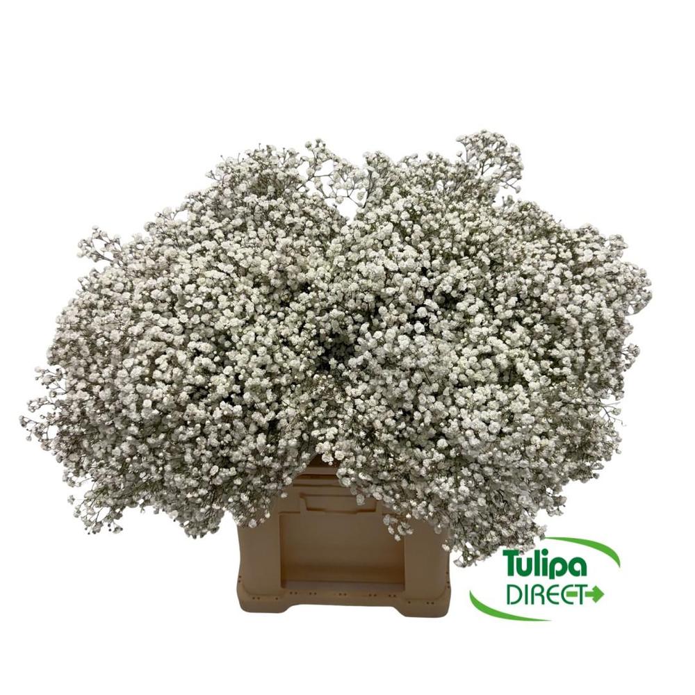 Gypsophila xlence DIRECT (ecu)