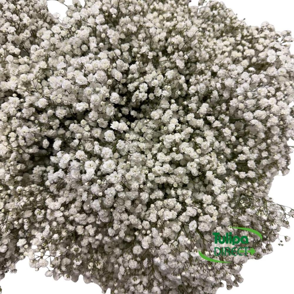 Gypsophila xlence DIRECT (ecu)