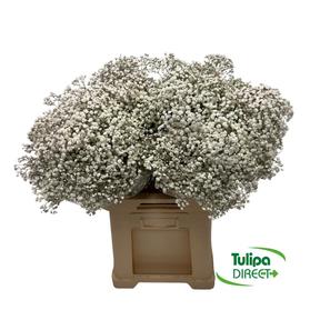 Gypsophila xlence DIRECT (ecu)