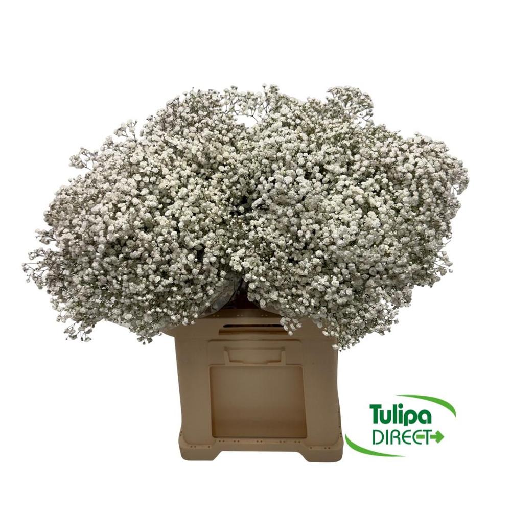 Gypsophila xlence DIRECT (ecu)