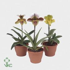 Paphiopedilum Milano
