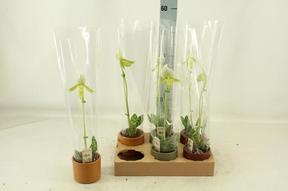 Paphiopedilum Femma