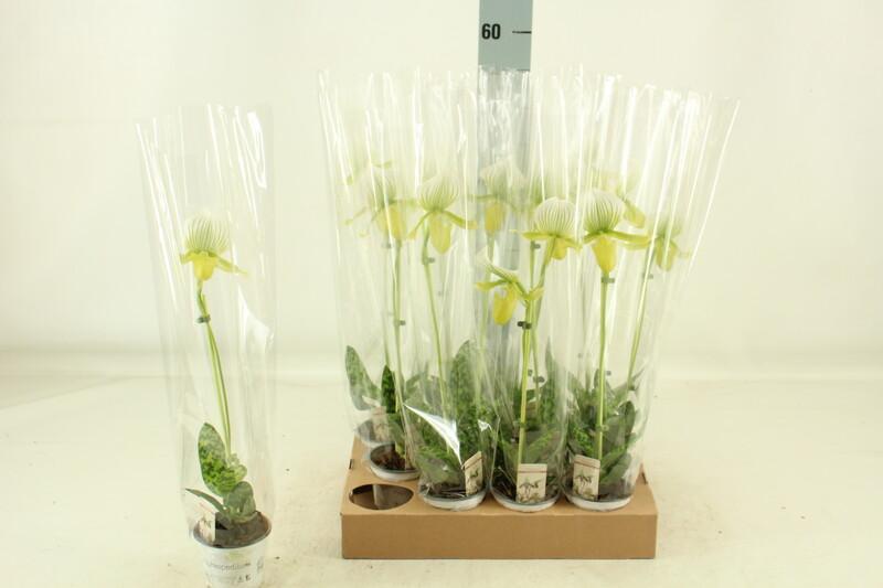 Paphiopedilum Milano