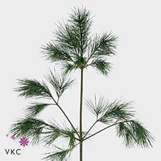 Zeleň - pinus strobus