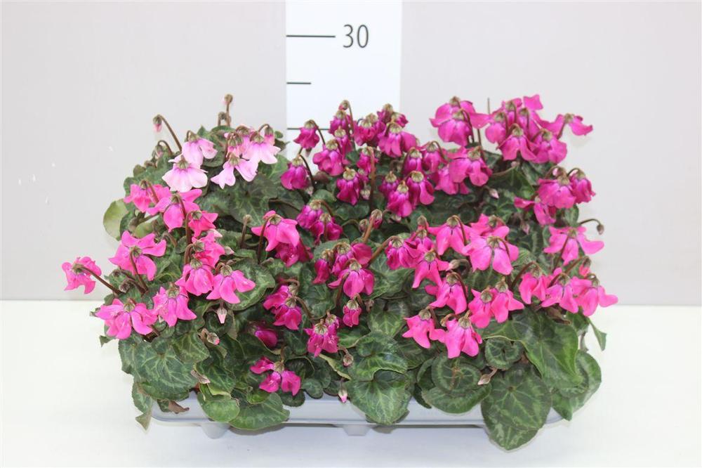 Cyclamen Pettitcoat