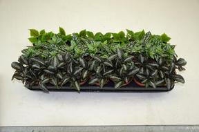 Pilea Norfolk