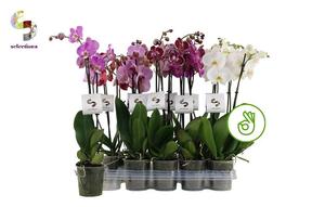 Phalaenopsis mix 3tak 20+