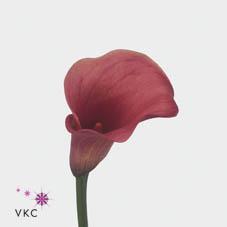 Zantedeschia captain romance