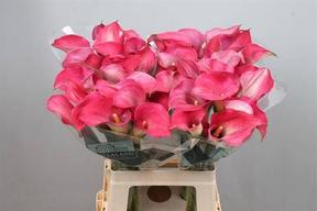 Zantedeschia captain romance