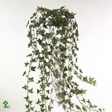 Hedera helix Esther