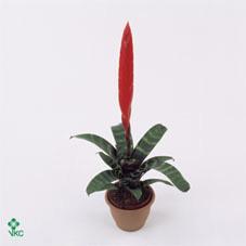 Vriesea  keramika