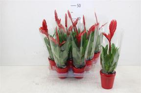 Vriesea  keramika
