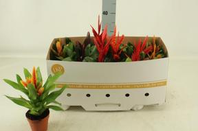 Vriesea  keramika