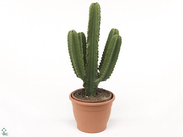 Euphorbia horrida