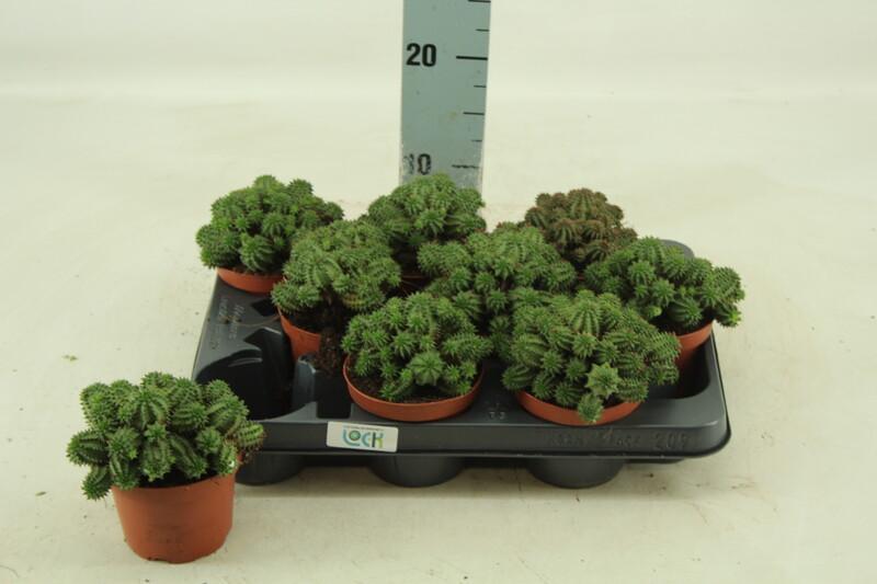 Euphorbia horrida