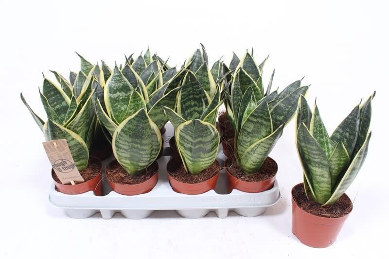 Sansevieria Hahnii mix