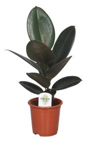 Ficus Abidjan