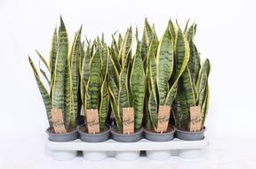 Sansevieria Laurentii