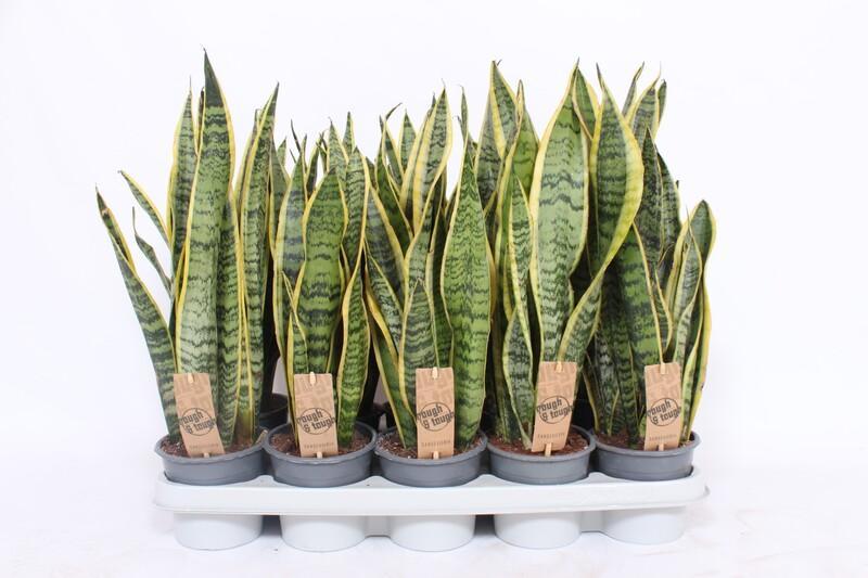 Sansevieria Laurentii