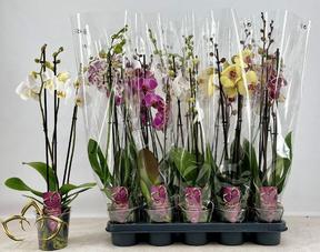 Phalaenopsis mix 3tak 21+