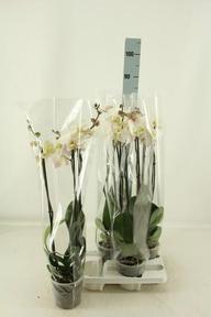 Phalaenopsis Ikaria white 2tak