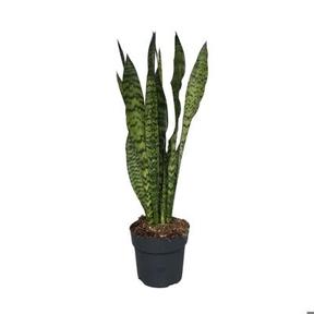 Sansevieria Zeylanica