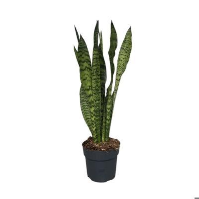 Sansevieria Zeylanica