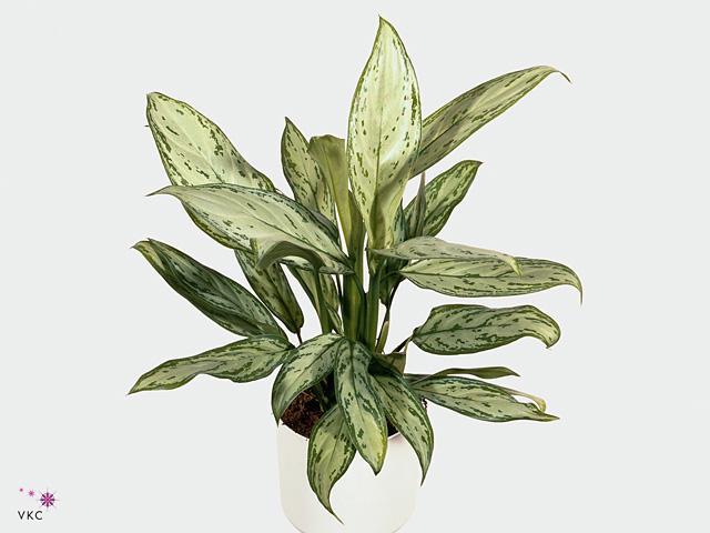 Aglaonema Silver Queen