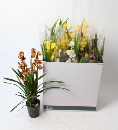Cymbidium 2 branch mix