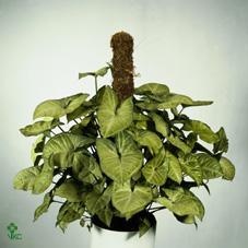 Syngonium White Butterfly