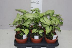 Syngonium White Butterfly