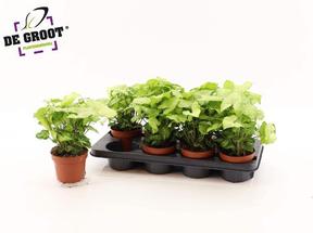 Syngonium White Butterfly