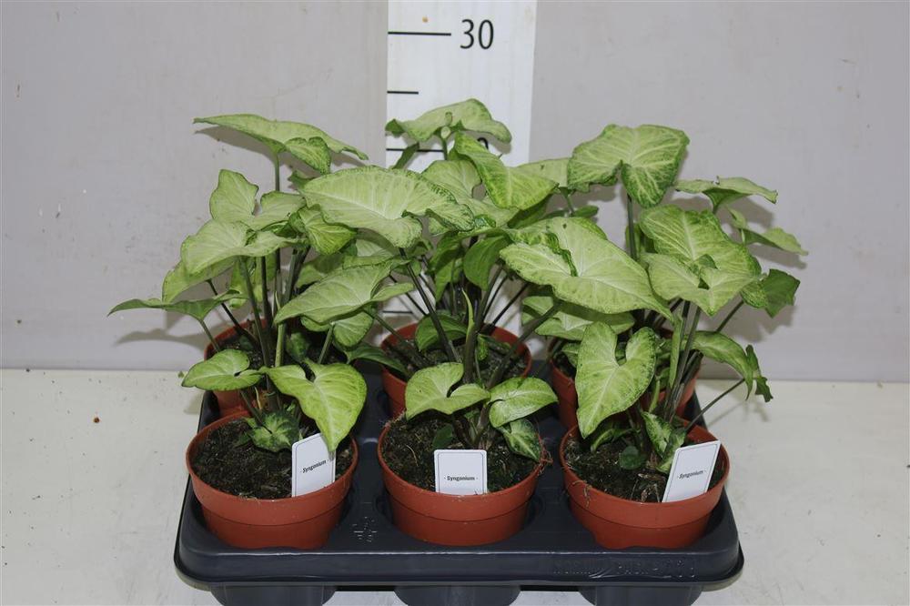 Syngonium White Butterfly