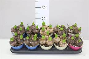 Hyacinthus mix + barevný obal