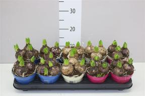 Hyacinthus mix + barevný obal