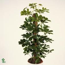 Schefflera arboricola Compacta