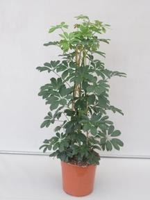Schefflera arboricola Compacta