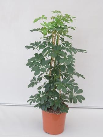 Schefflera arboricola Compacta