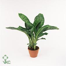 Aglaonema Greenlight