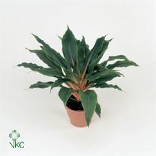 Chlorophytum Green Orange