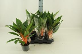 Chlorophytum Green Orange