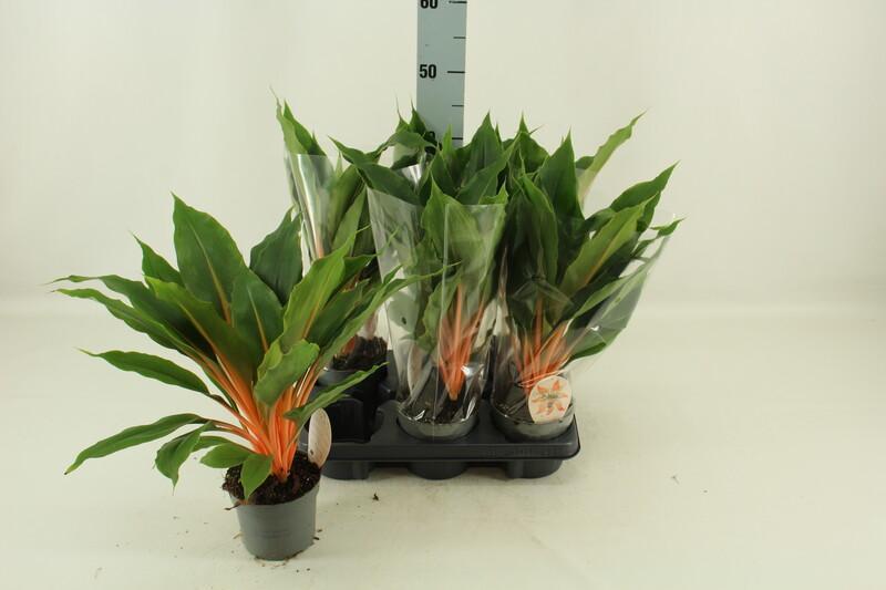 Chlorophytum Green Orange