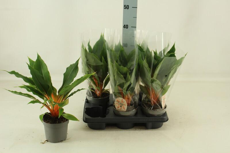 Chlorophytum Green Orange