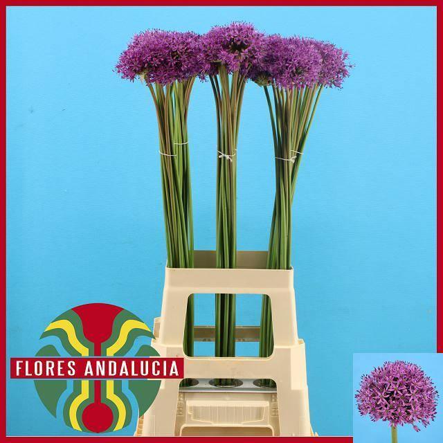 Allium gladiator