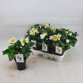 Helleborus Christmas Carol