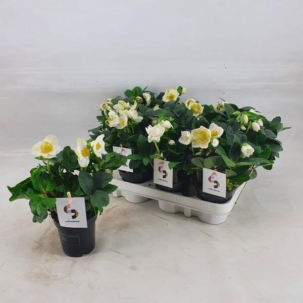 Helleborus Christmas Carol