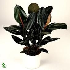 Ficus el. Abidjan
