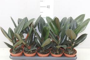 Ficus el. Abidjan