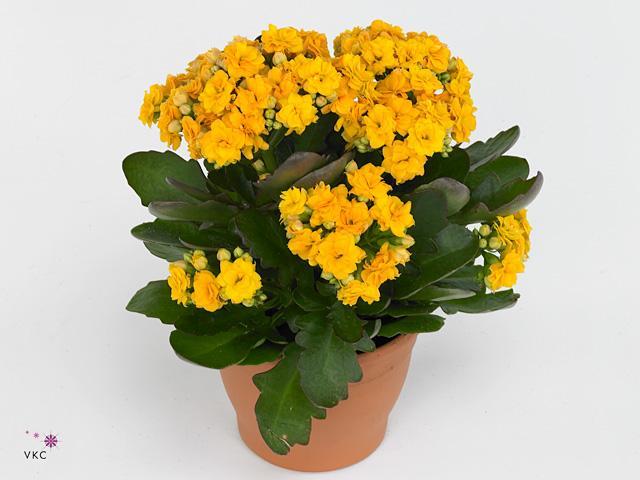 Kalanchoe  yellow